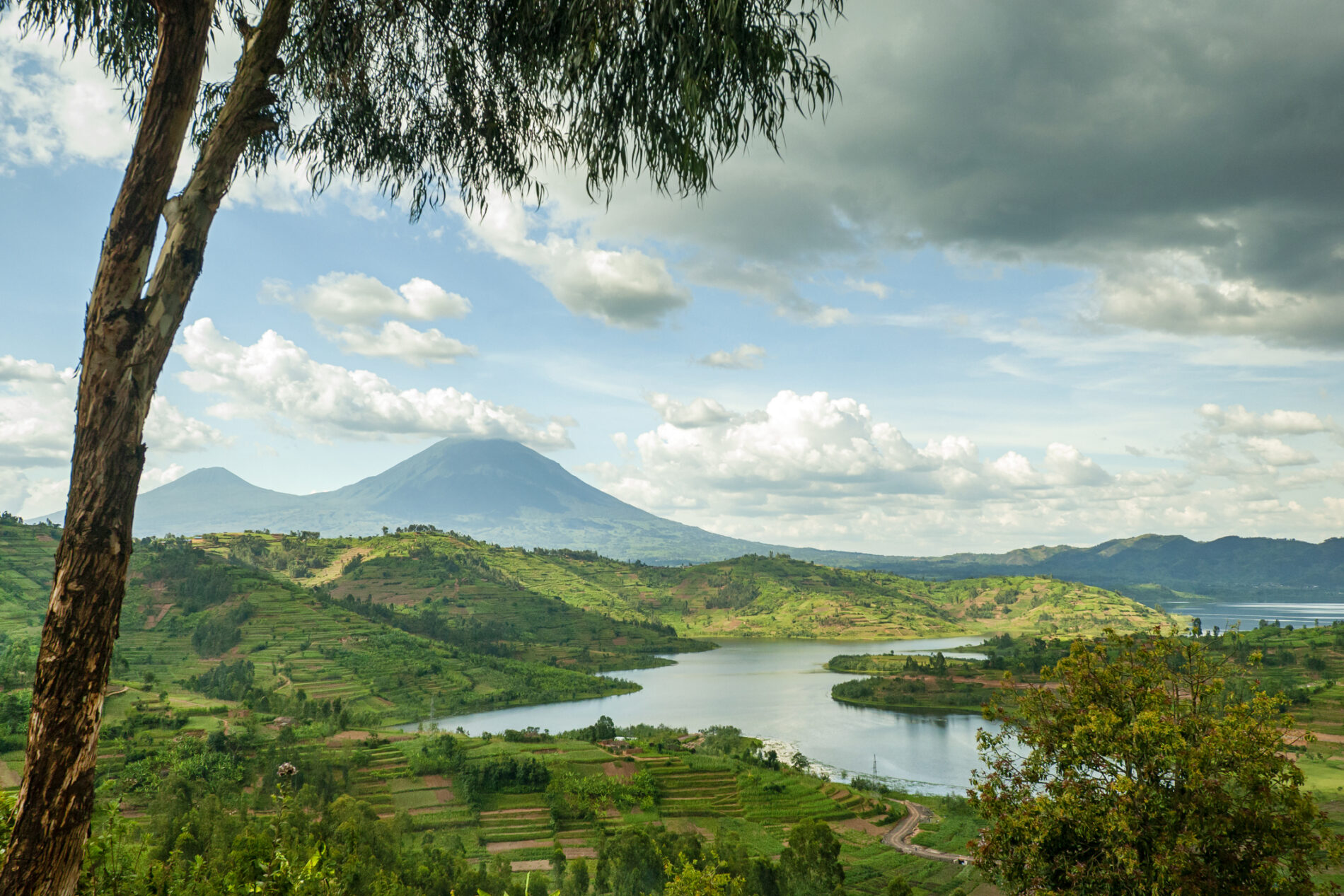 A leaning tree frames a landscape view of Rwanda's Lake Ruhonda, flanked in the background by the Virunga Volcanoes.