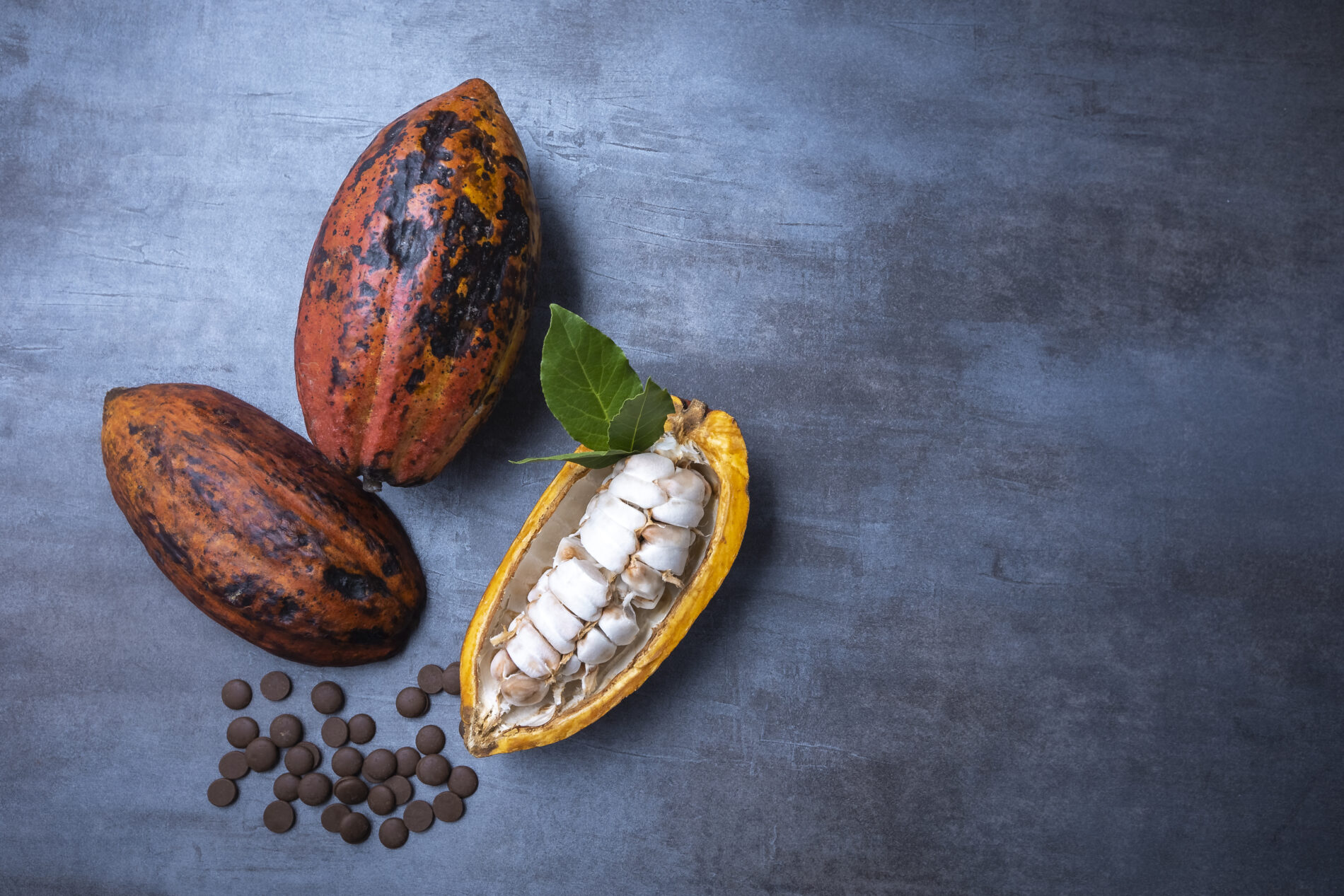 open cocoa fruits with chocolate chips, gray background, seen from above.