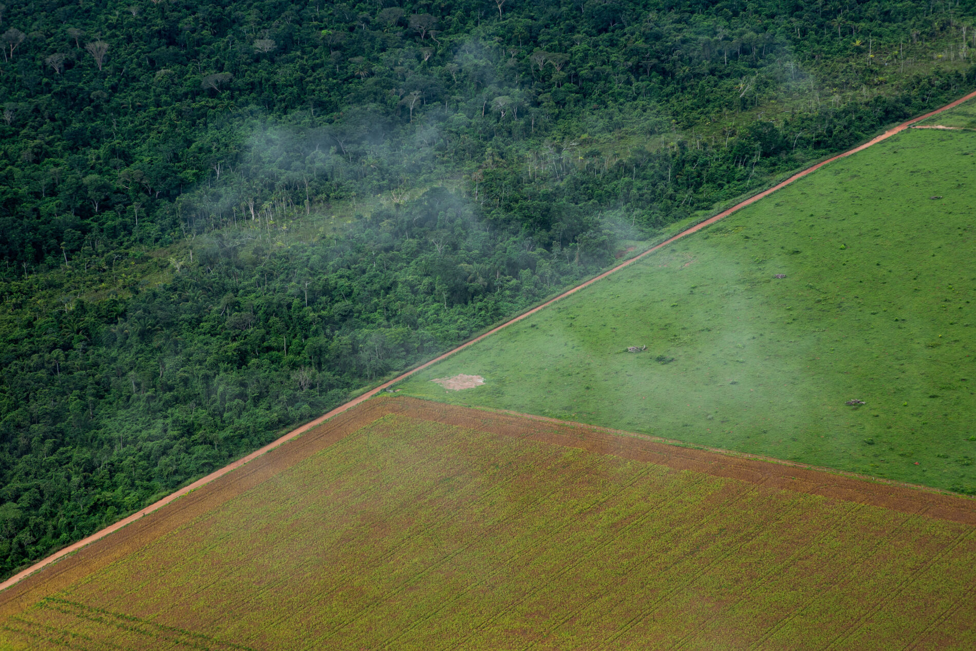 Amazon forest edge