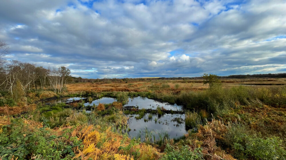 Landscape view of peat bogs at Risley Moss, Warrington