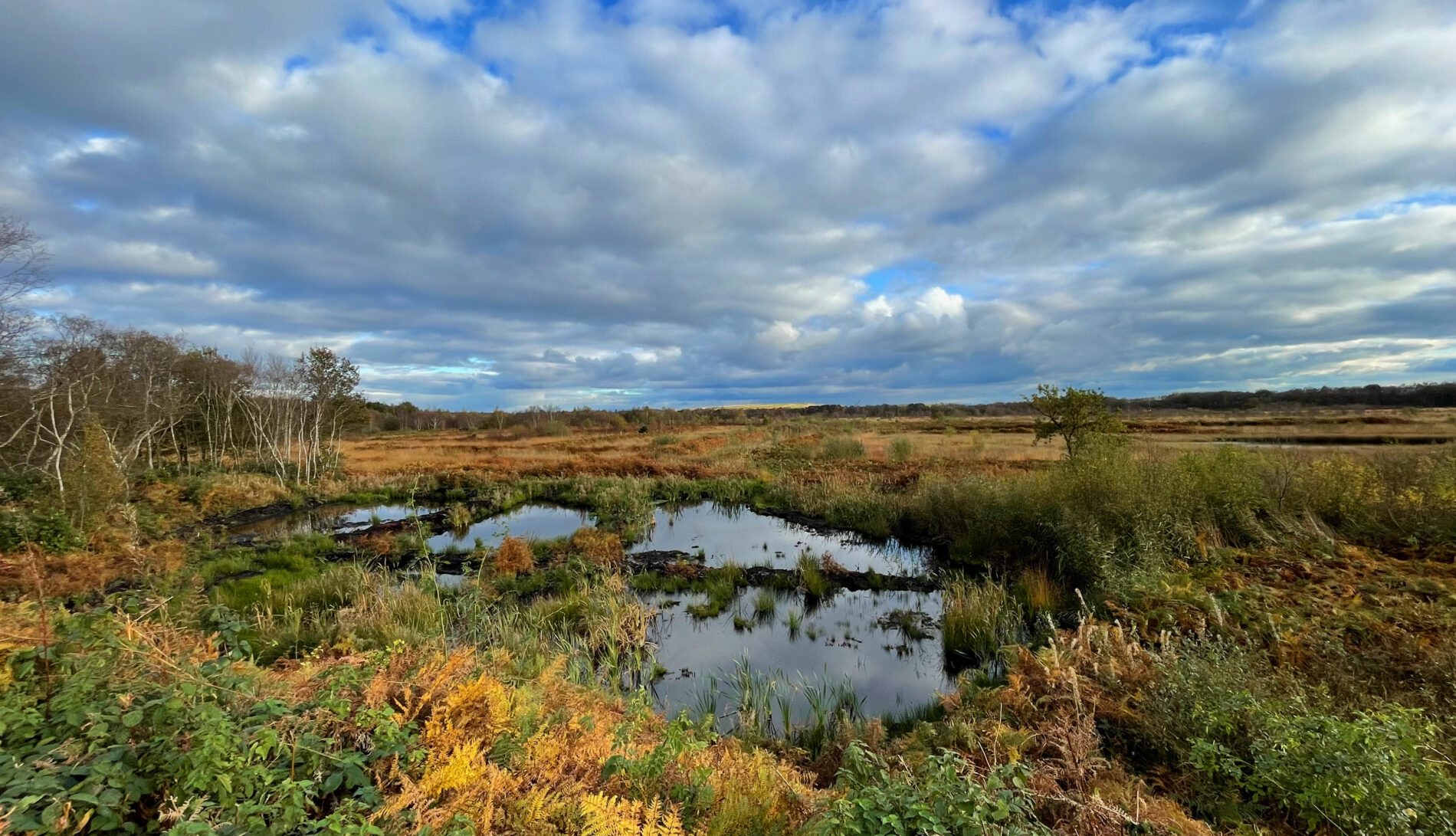 Landscape view of peat bogs at Risley Moss, Warrington