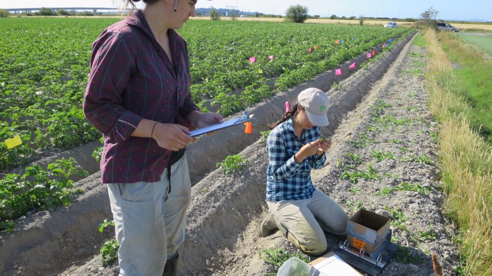 Two people in an agricultural field with clipboards and monitoring edge plants.