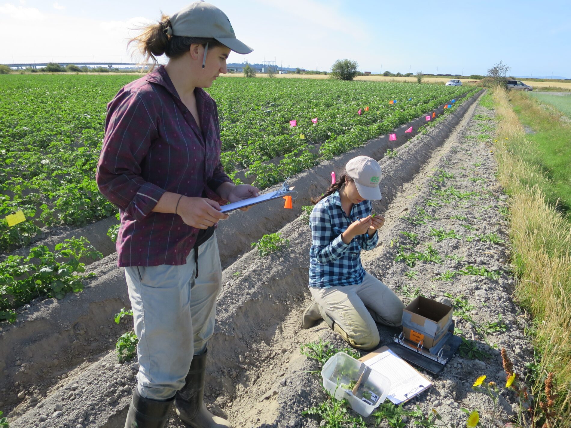 Two people in an agricultural field with clipboards and monitoring edge plants.