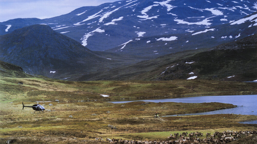 Reindeer Herding By Helicopter And Motorcycle