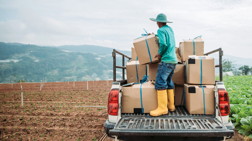 Wide shot of farmer arranging large cardboard boxes on a the back of a pick-up truck.