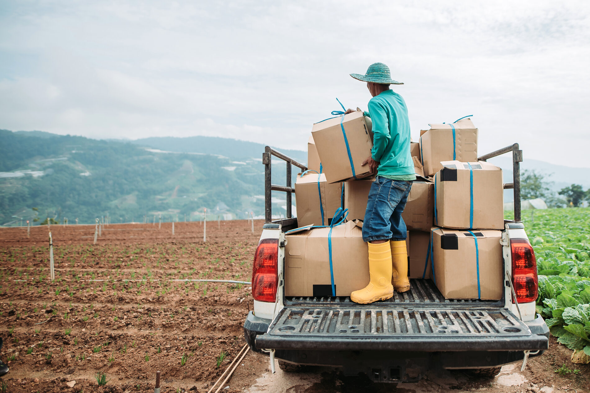 Wide shot of farmer arranging large cardboard boxes on a the back of a pick-up truck.