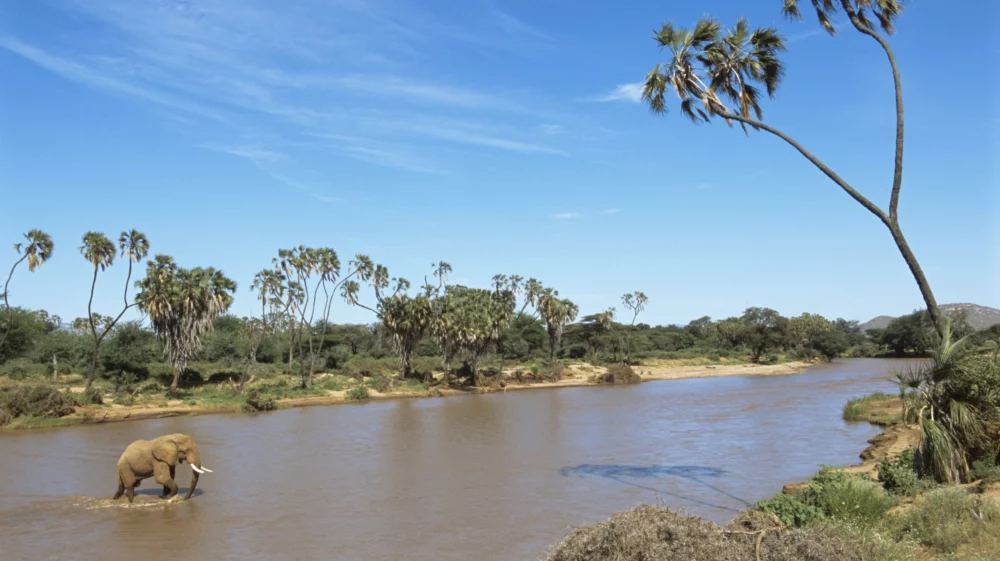 Elephant crossing a muddy river in a semi-arid landscape with palm trees and a clear blue sky in the background.