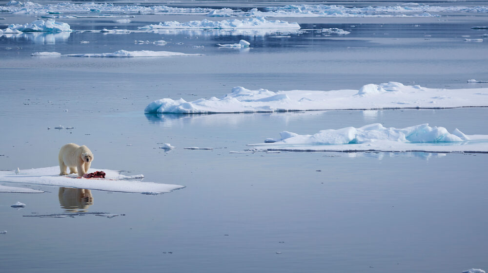 A polar bear stands among a thin ice floe off the northern shores of the Svalbard Archipelago.