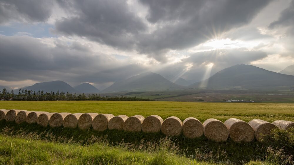 Iceland crops