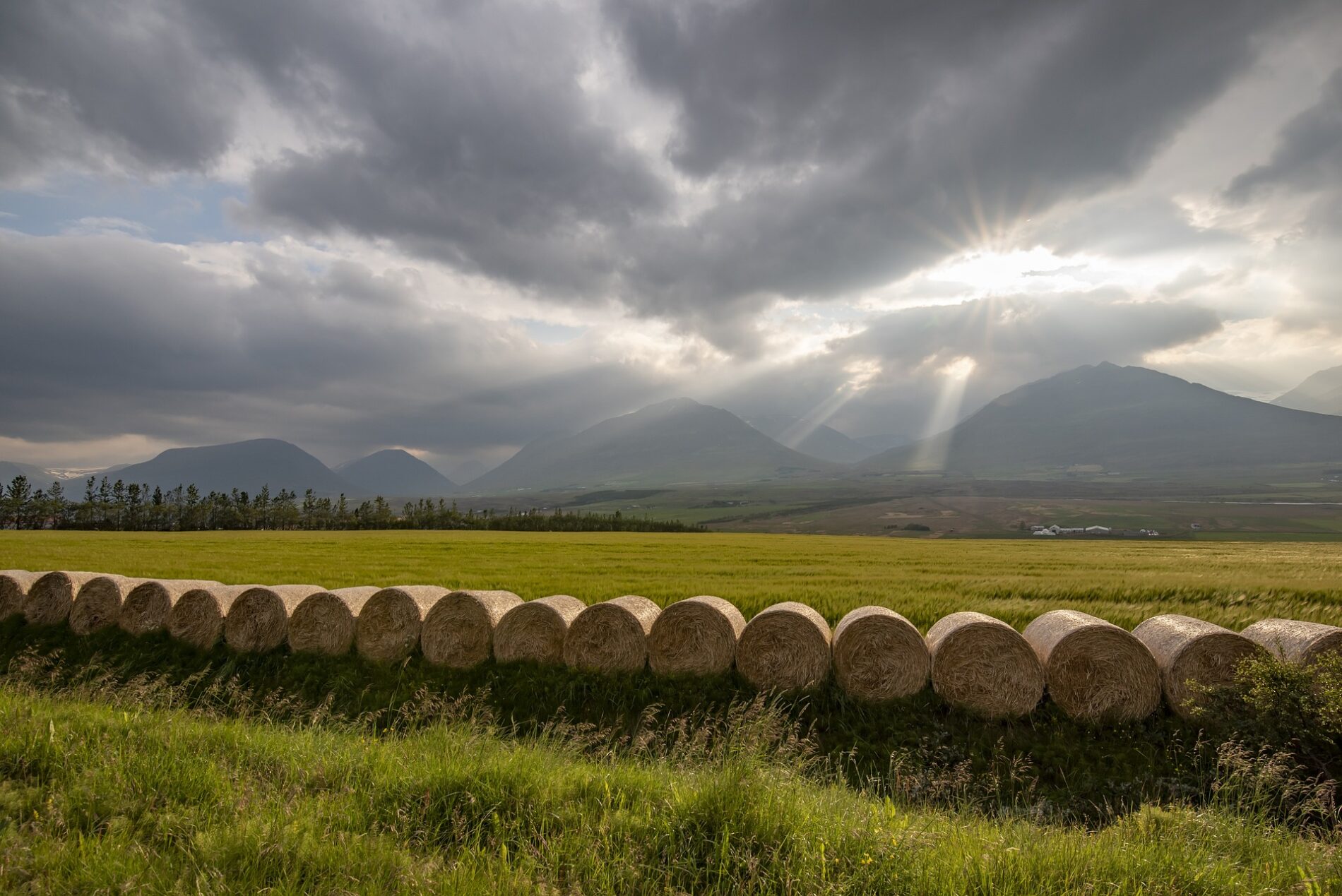 Iceland crops