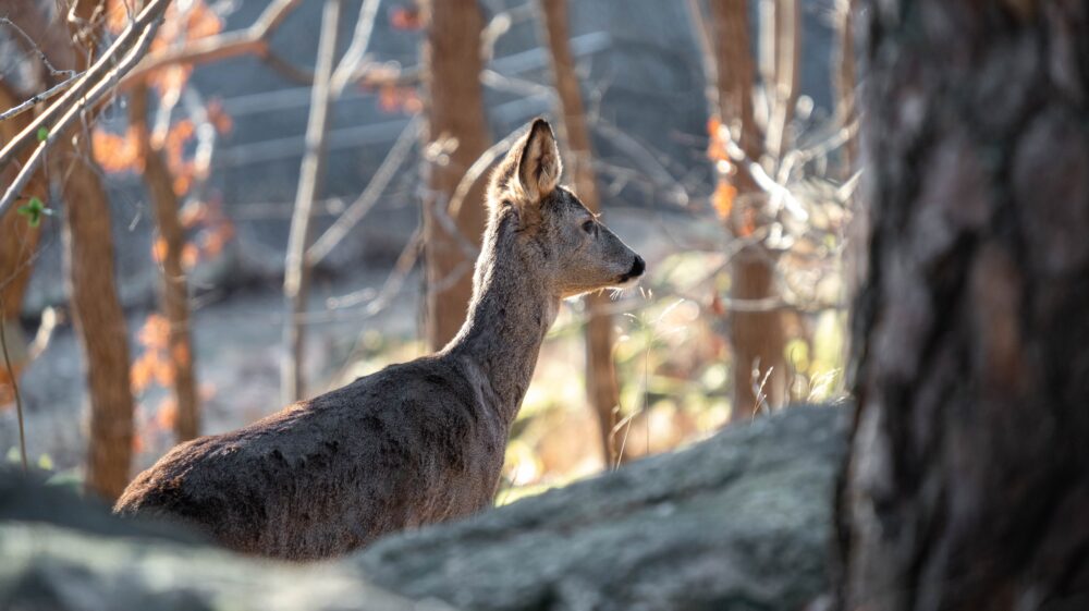 Brown deer, Gothenburg, Sweden