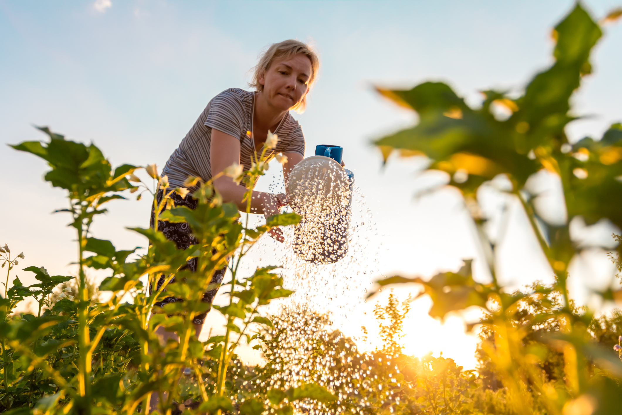 A woman watering plants in the orange evening light. The water is pouring down from the watering can towards the camera.