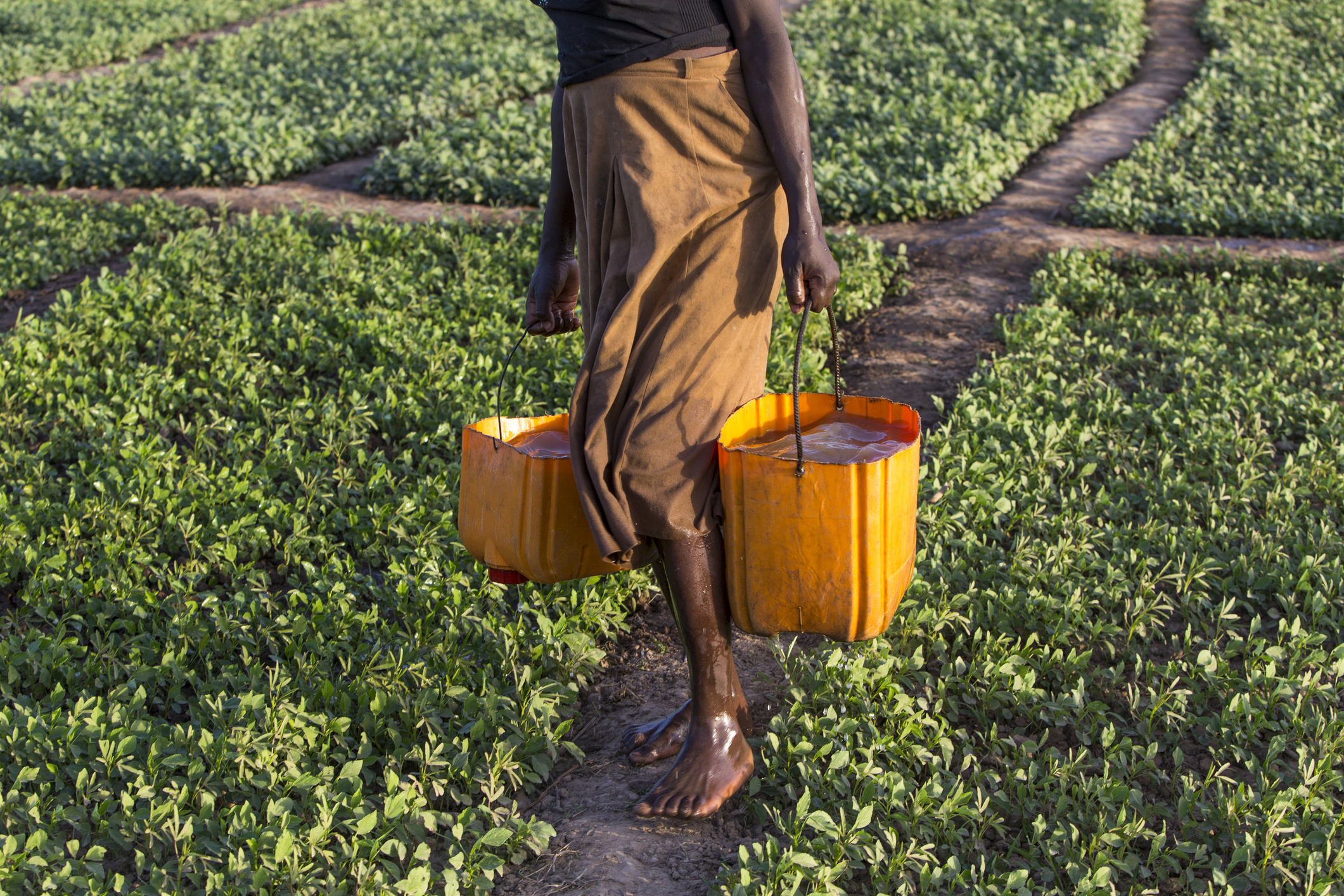 Member of a women's cooperative carrying buckets to water a field in Karsome, Togo.