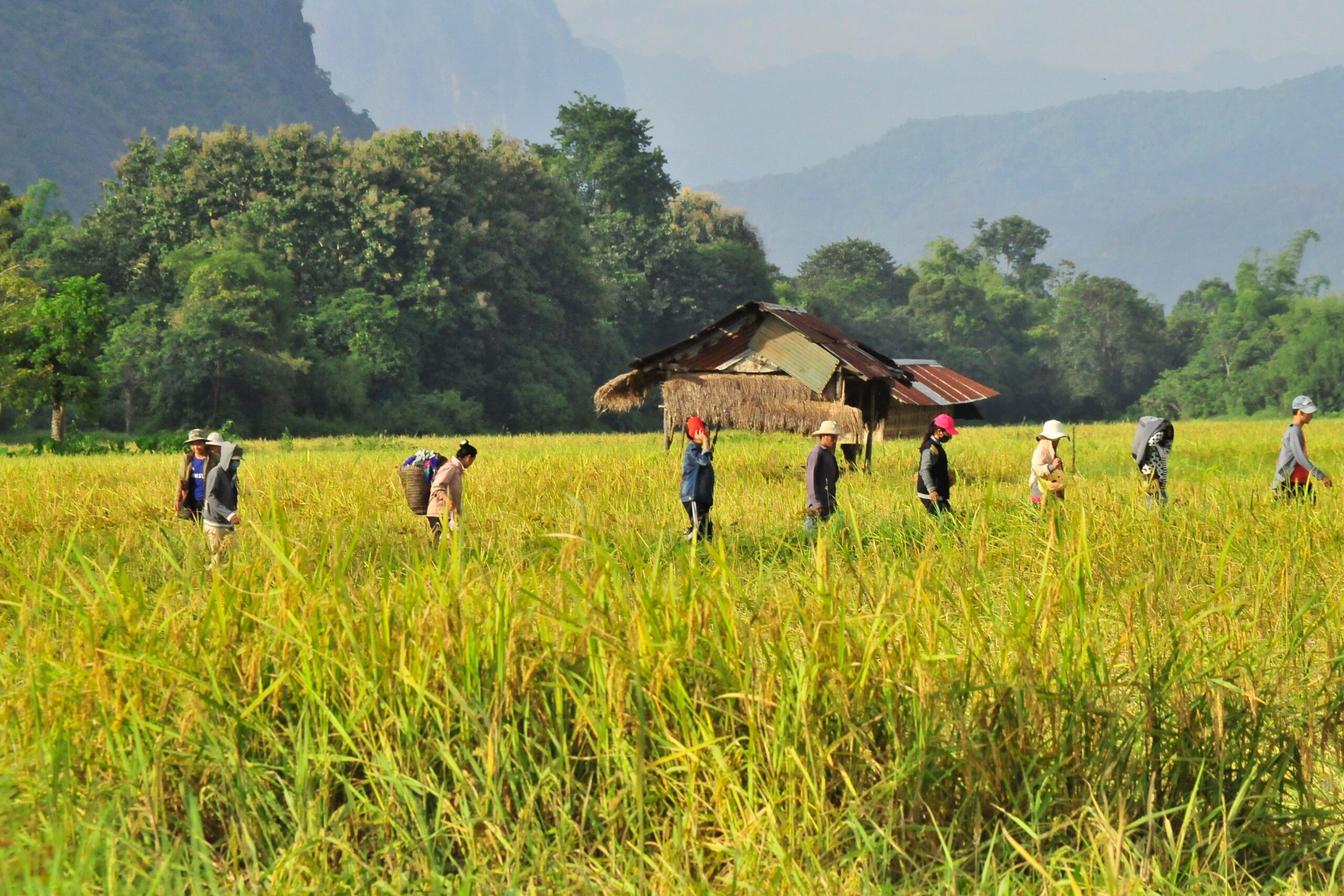 Rice field