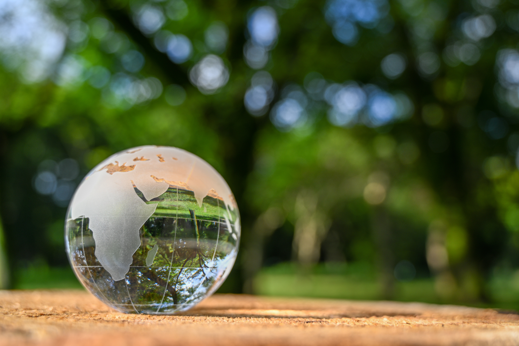 Glass globe sitting atop a tree stump in a forest