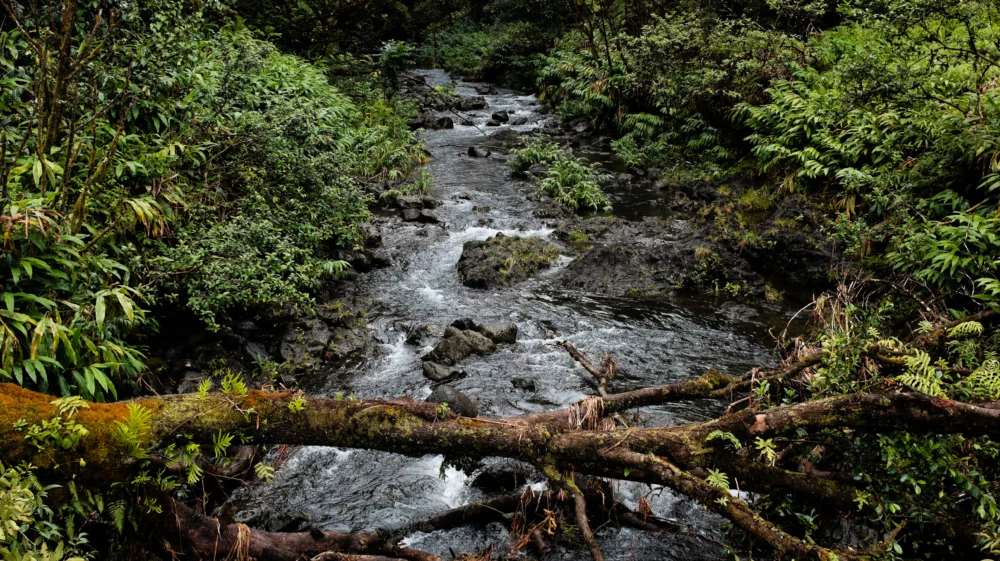 A stream flows through a lush, mossy forest