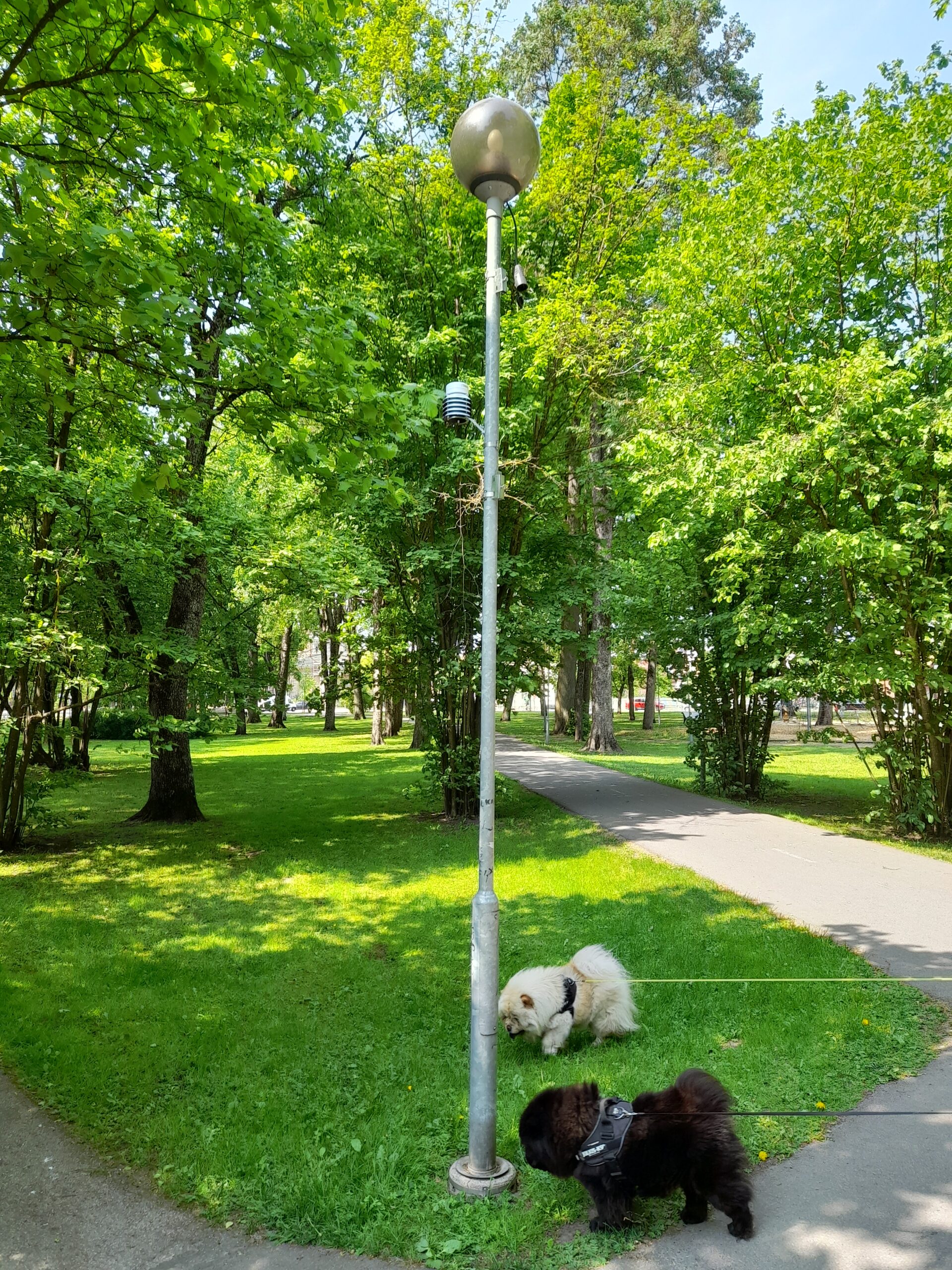 Two dogs sniffing a lamp post with a small weather sensor attached to it.