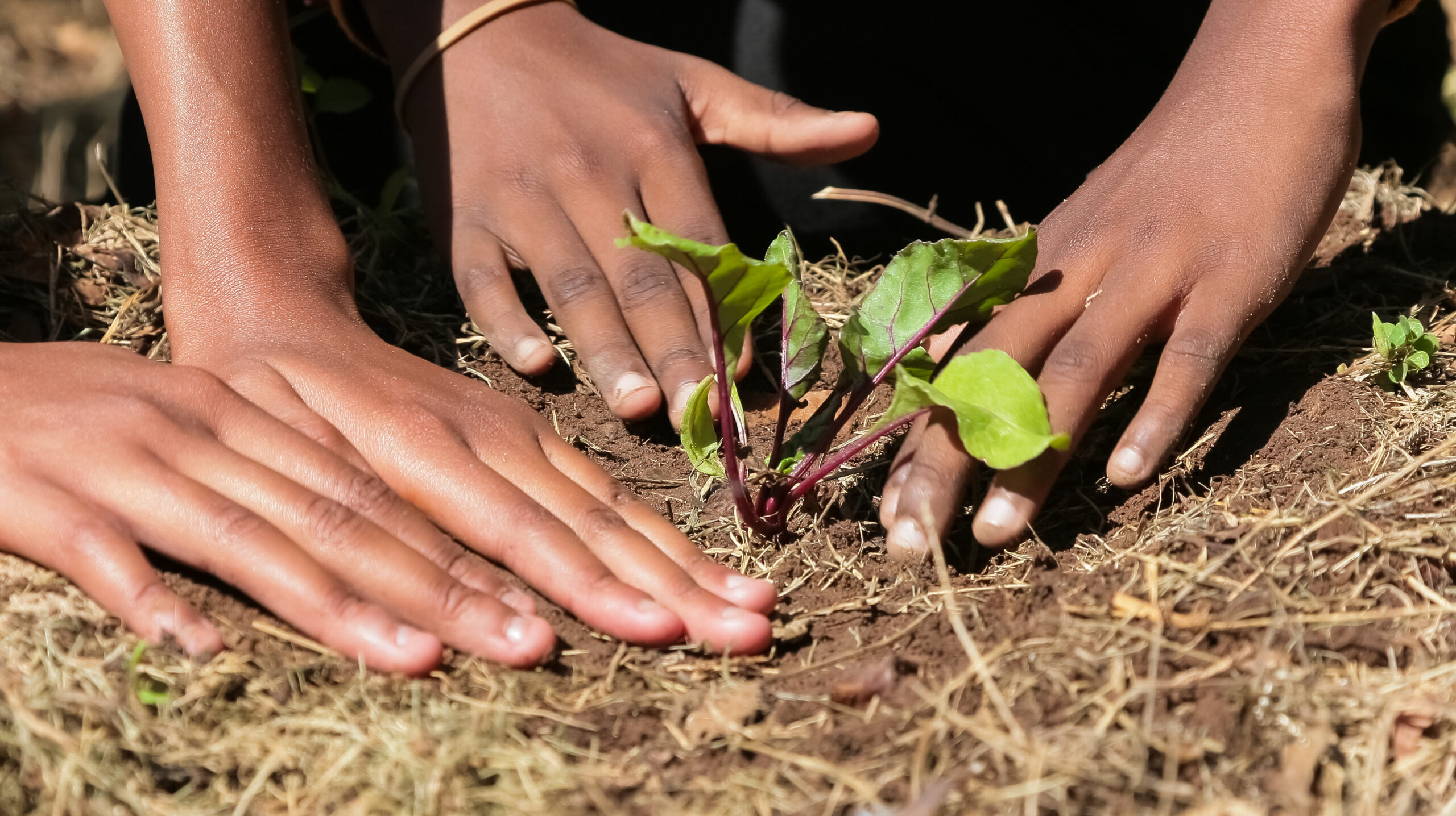 African child hands planting vegetables in soil