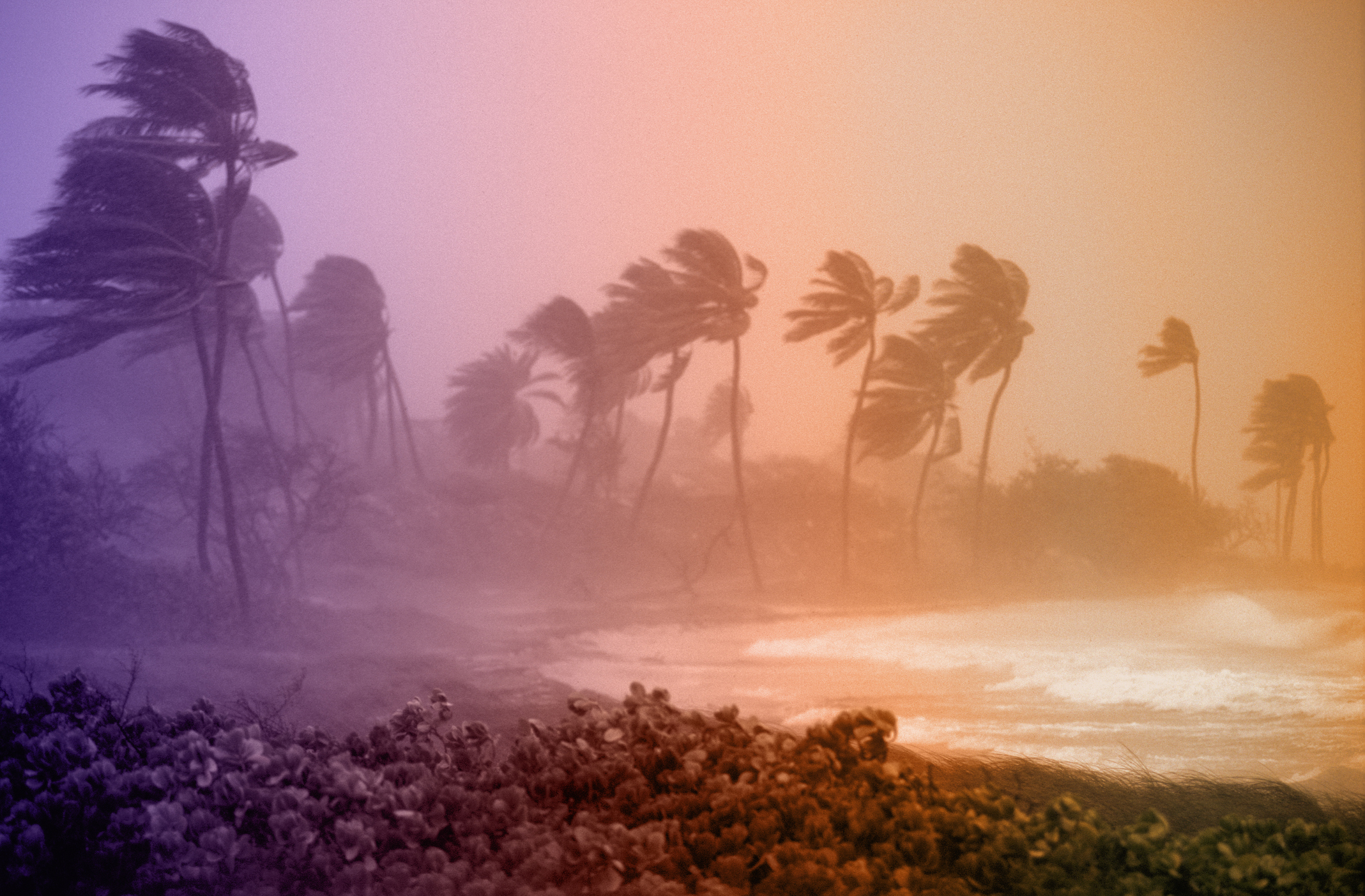 Hurricane winds bend back palm trees on the coast of Antigua, West Indies