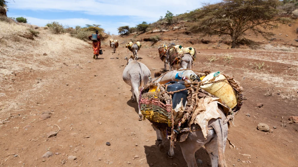 Woman with donkeys transporting water, Marsabit County, Great Rift Valley, Kenya, Eastern Africa