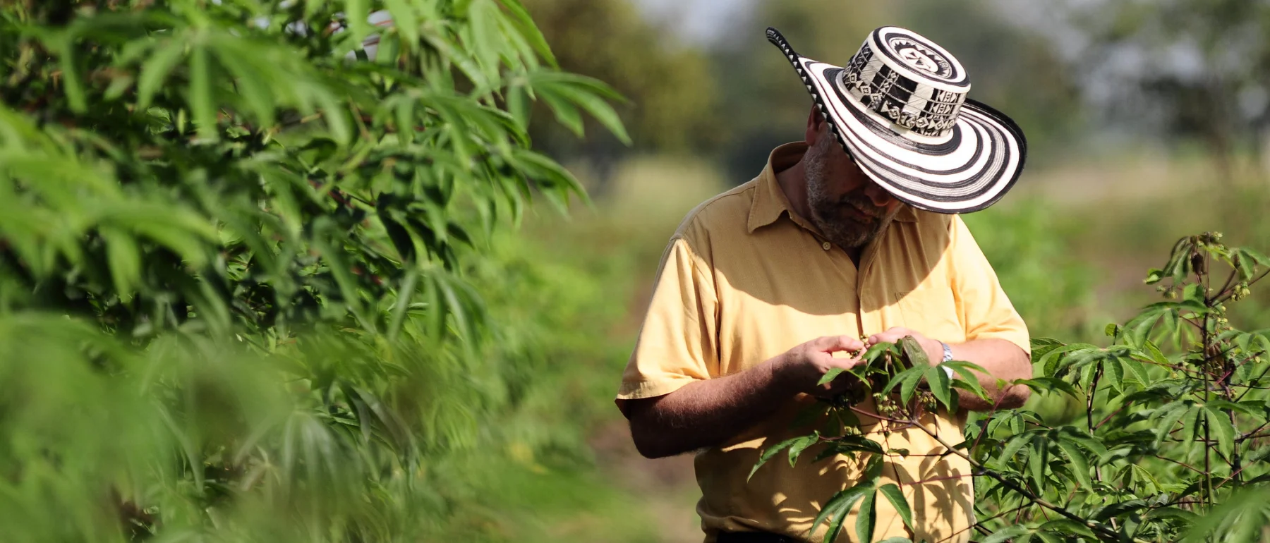 Person in cassava field