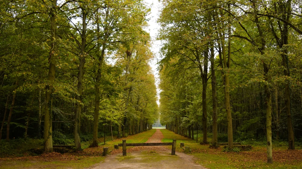 A trees route deep in Versailes palace gardens