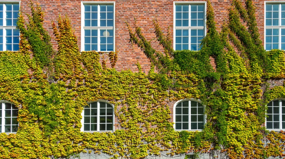 Ivy wall, Stockholm, Sweden.