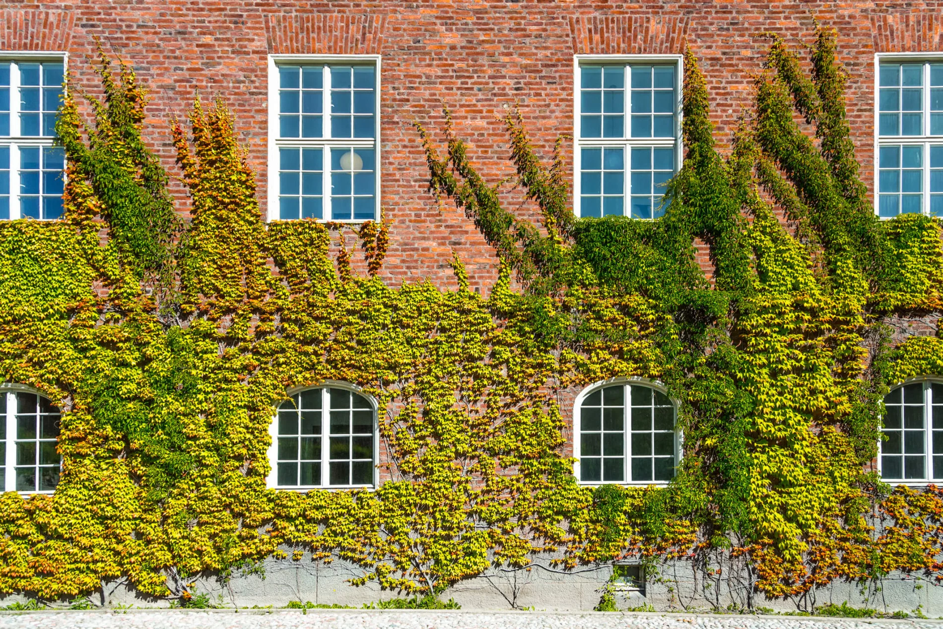 Ivy wall, Stockholm, Sweden.