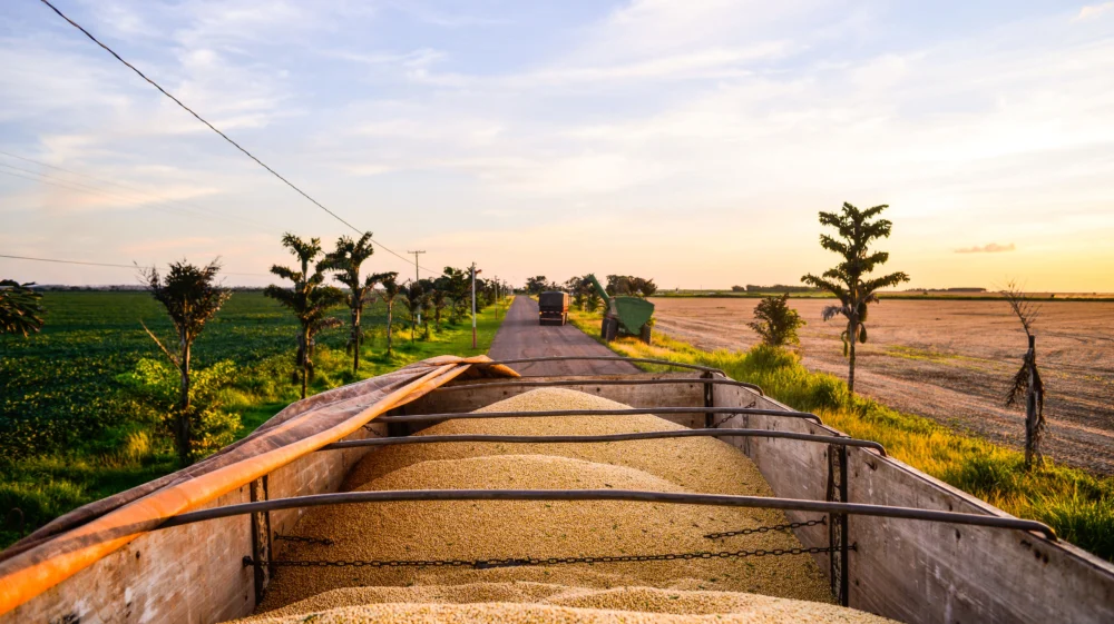 Truck body full of freshly harvested soybeans. Truck full of soybeans traveling in a road.
