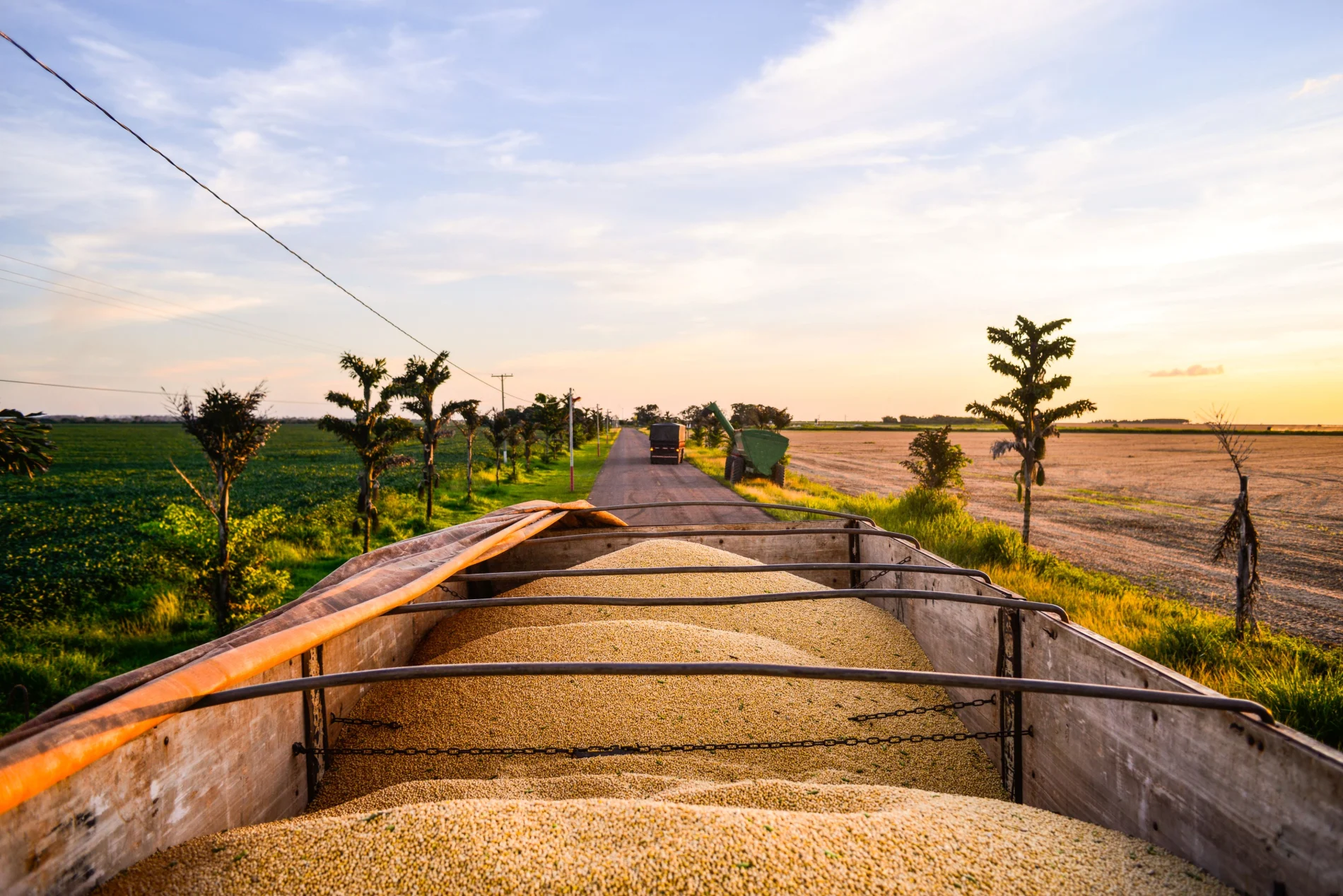 Truck body full of freshly harvested soybeans. Truck full of soybeans traveling in a road.
