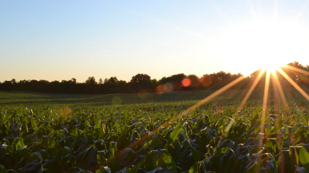 Field in sunrise