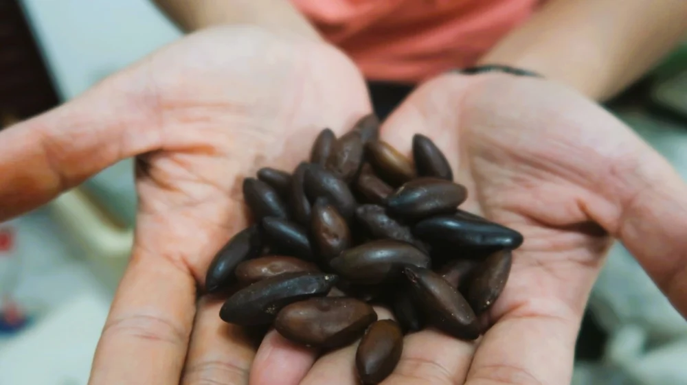 Herbal medicine in the Brazilian Amazon