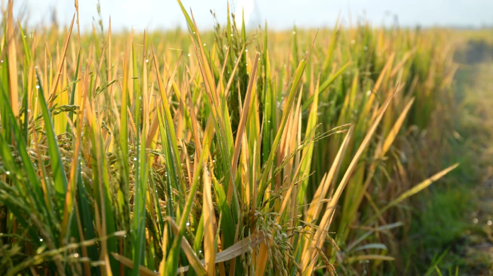 Rice field