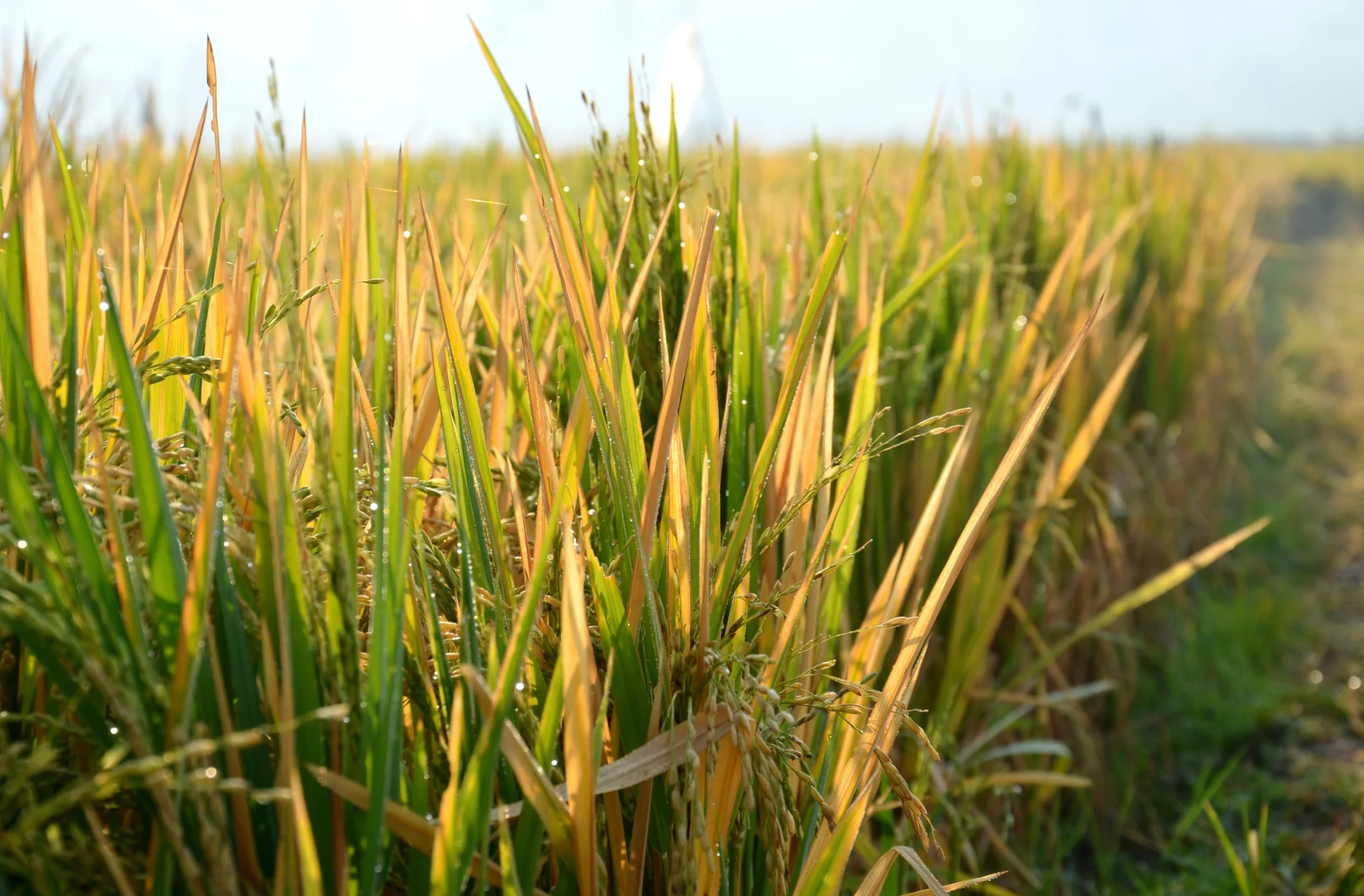 Rice field