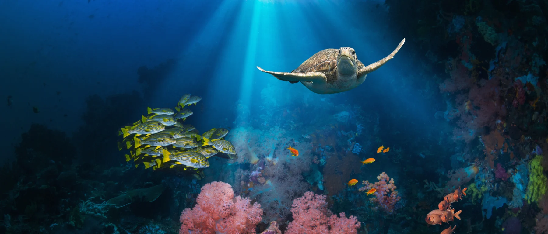 Coral reef scenery in Andaman Sea, Thailand.