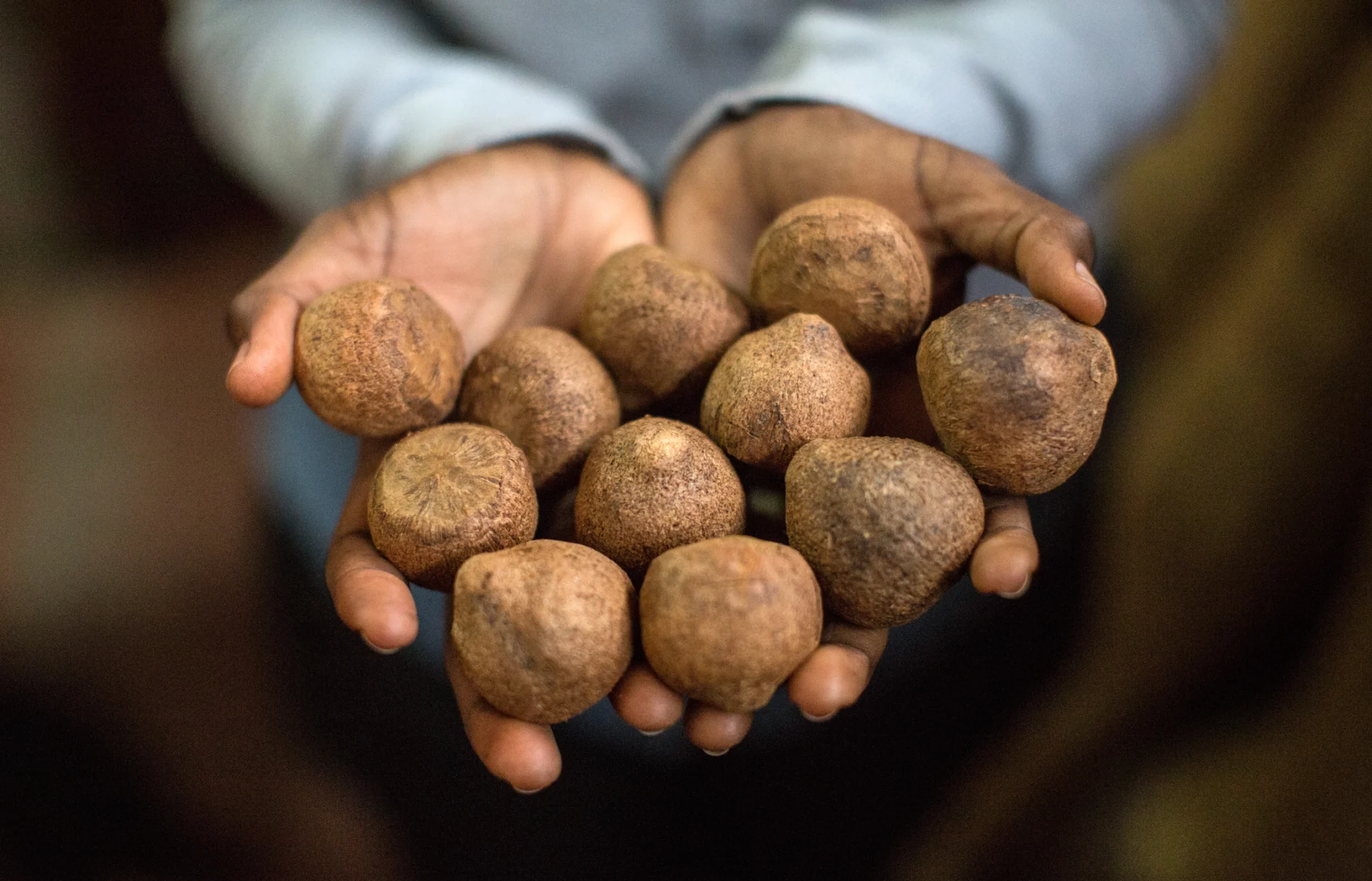 Woman holding some Tagua nuts, Burundi.