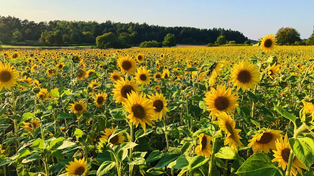 Sunflower plants blooming