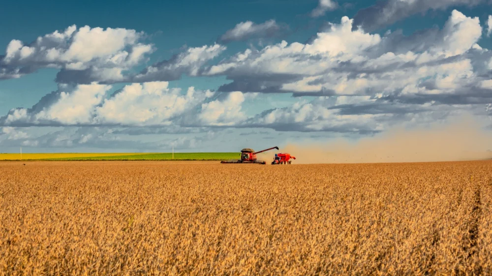 Harvesting of soybeans.