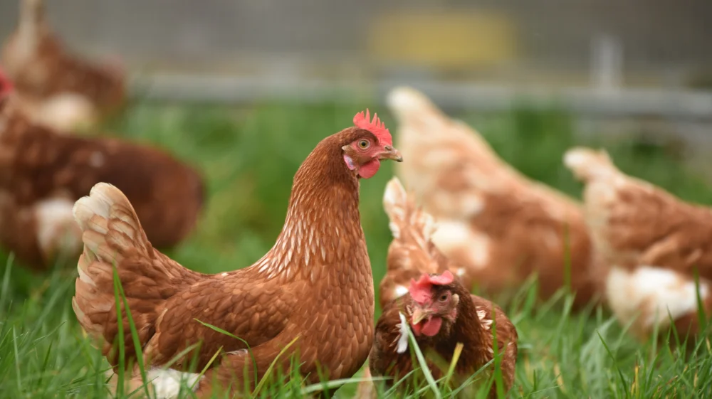 Chickens roam in green grass