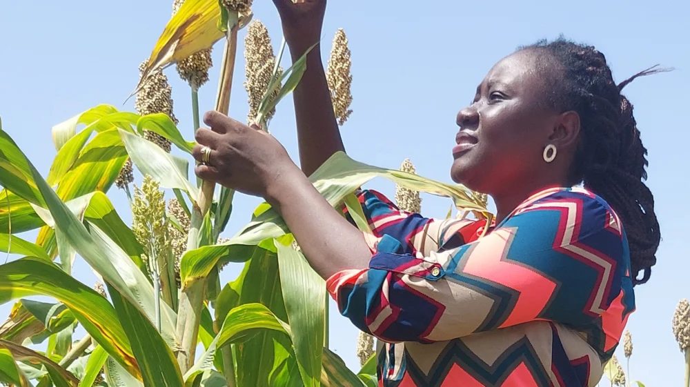 A woman checks an ear of corn