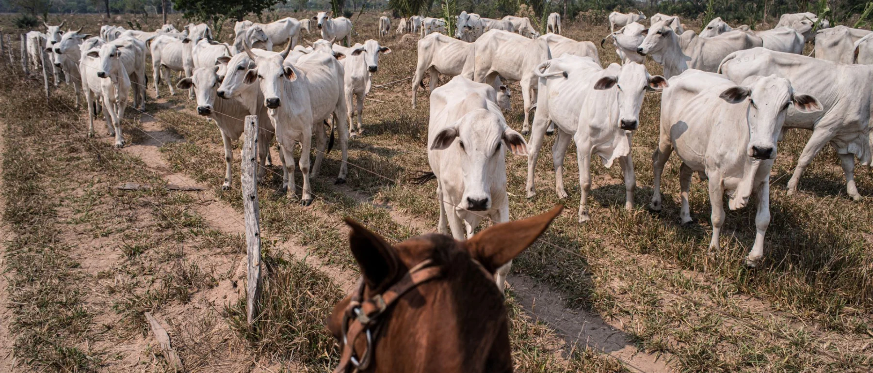 Nellore cattle in a Brazilian farm.