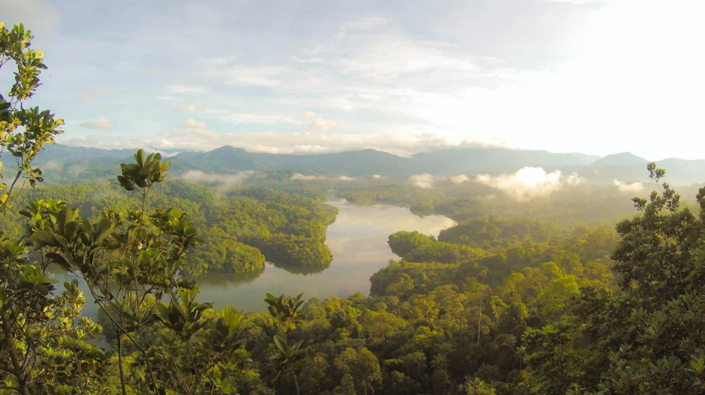 Rainforest
