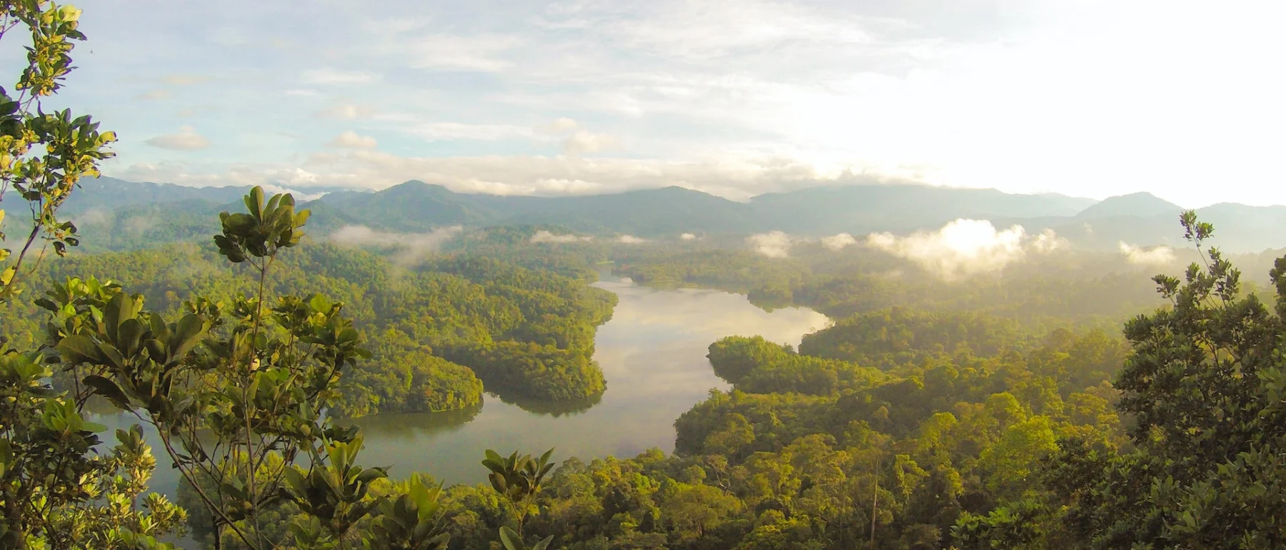 Rainforest