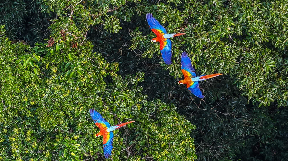 Macawa parrots in the Amazon Rainforest in Brazil.