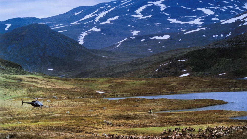 Reindeer Herding By Helicopter And Motorcycle