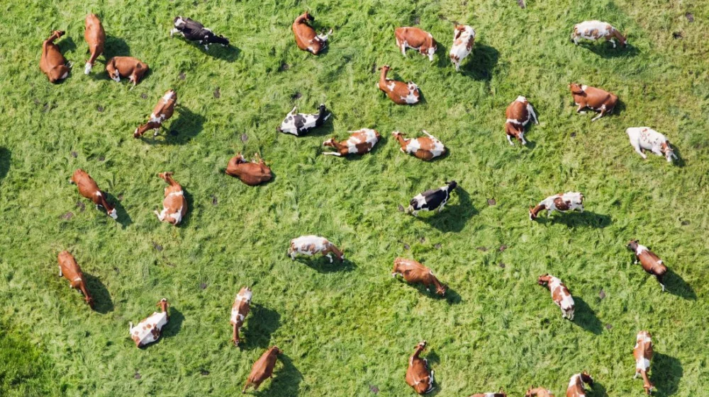 Cows in meadow ruminating.