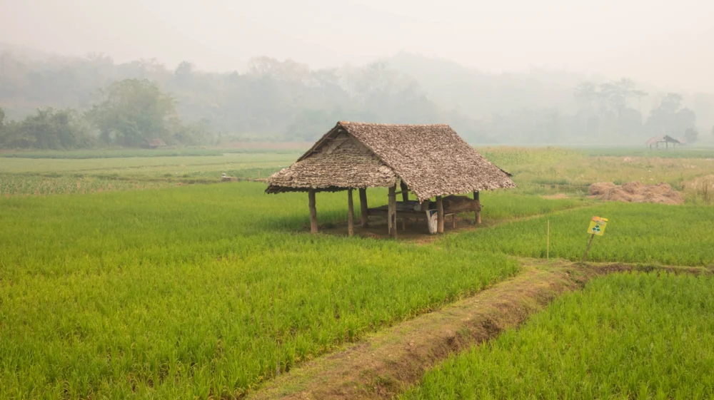Hut in a rice field