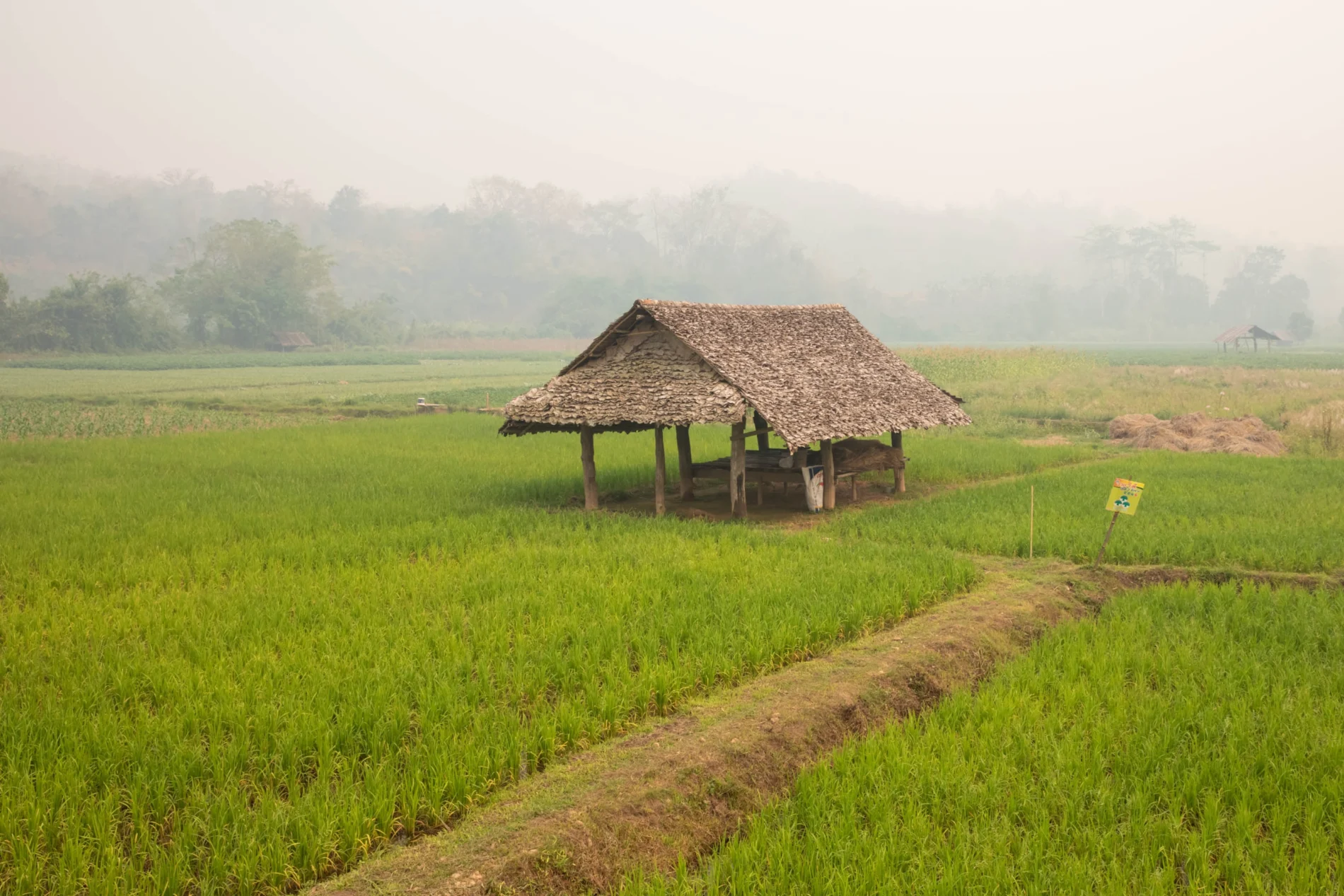Hut in a rice field