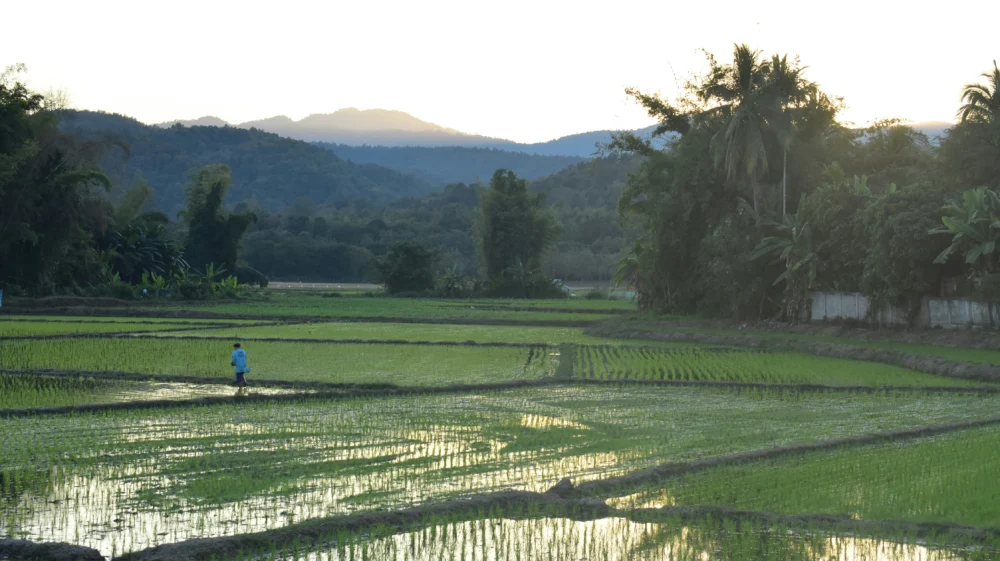 Rice field