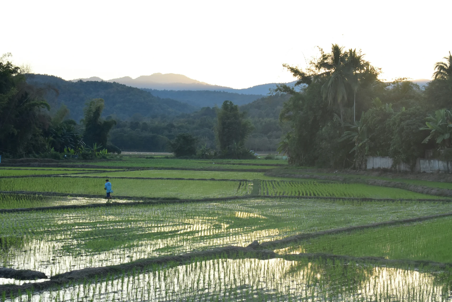 Rice field